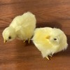 Pack of 2 Realistic Yellow Furry Baby Chicks Lifelike Fur