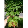 Red Maple Tree | 20 Live Trees | Acer rubrum