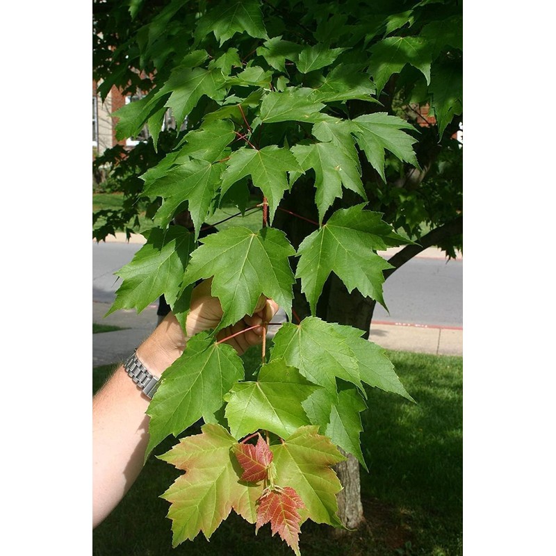 Red Maple Tree | 20 Live Trees | Acer rubrum