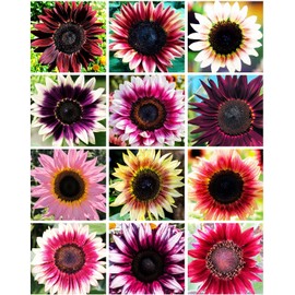 100 Seeds for a Unique Garden - Rare Strawberry Pink Sunflowers (Heirloom Hybrid, Non-GMO) for Butterfly Attraction