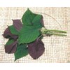 1000 Vietnamese Perilla Seeds (Perilla Frutescens) Warm season annual,Asian herb