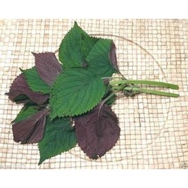 1000 Vietnamese Perilla Seeds (Perilla Frutescens) Warm season annual,Asian herb