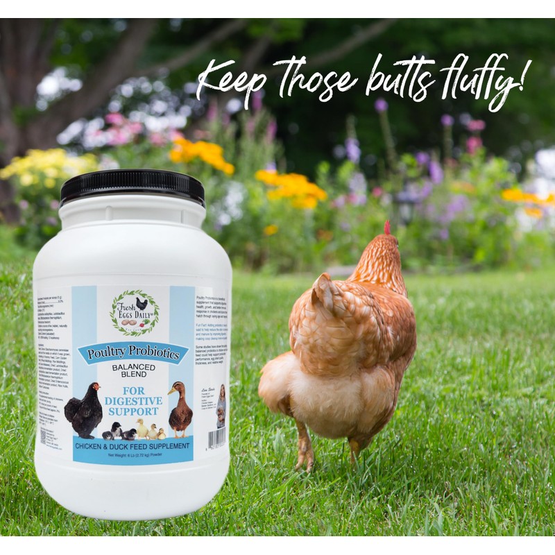 Fresh Eggs Daily Poultry Probiotics Feed Supplement – Natural Digestive