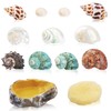 13PCS Natural Small Medium Hermit Crab Shells with Sea Sponge