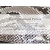 Berkut Diamond Python Coin Purse, Glossy YKK Zip, Feng Shui