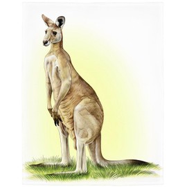 Rstick Kangaroo Blanket Australian Animal Fleece Blanket Soft Fuzzy Plush Throw Blankets for Couch Bed 50"x60"
