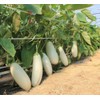 RAISE ME UP: Seeds White Eggplant Aubergines Non GMO Heirloom