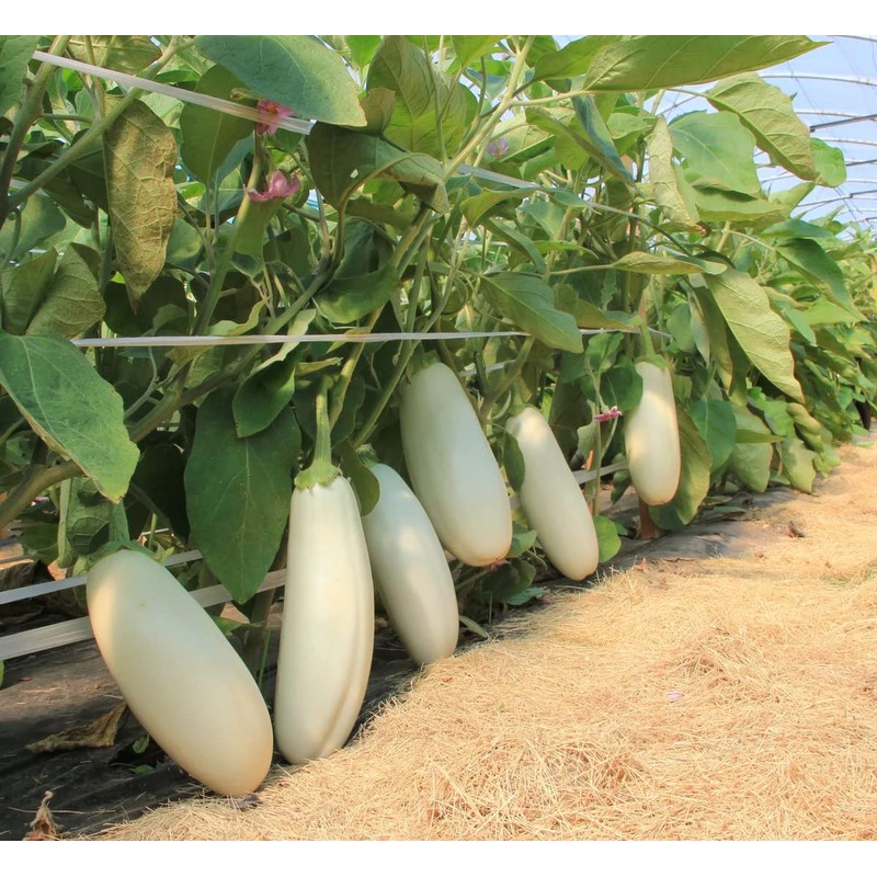 RAISE ME UP: Seeds White Eggplant Aubergines Non GMO Heirloom