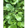 Roots 10 Watercress With Roots Live Plant Aquarium Vegetables Ready