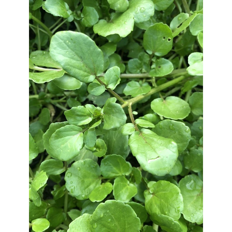 Roots 10 Watercress With Roots Live Plant Aquarium Vegetables Ready