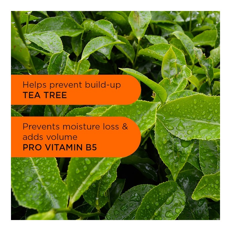 Noughty Back To Balance Oil Controlling Shampoo 250ml