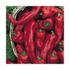 Melrose Heirloom Sweet Pepper 10+ Seeds