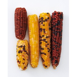 Minimal Land Kajikaji Mini Cone 180g 180g (x1)