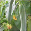 ZEshops 30pcs Super Long Luffa Gourd Seeds - Non-GMO, Loofah