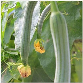 ZEshops 30pcs Super Long Luffa Gourd Seeds - Non-GMO, Loofah Sponge Gourd Seeds