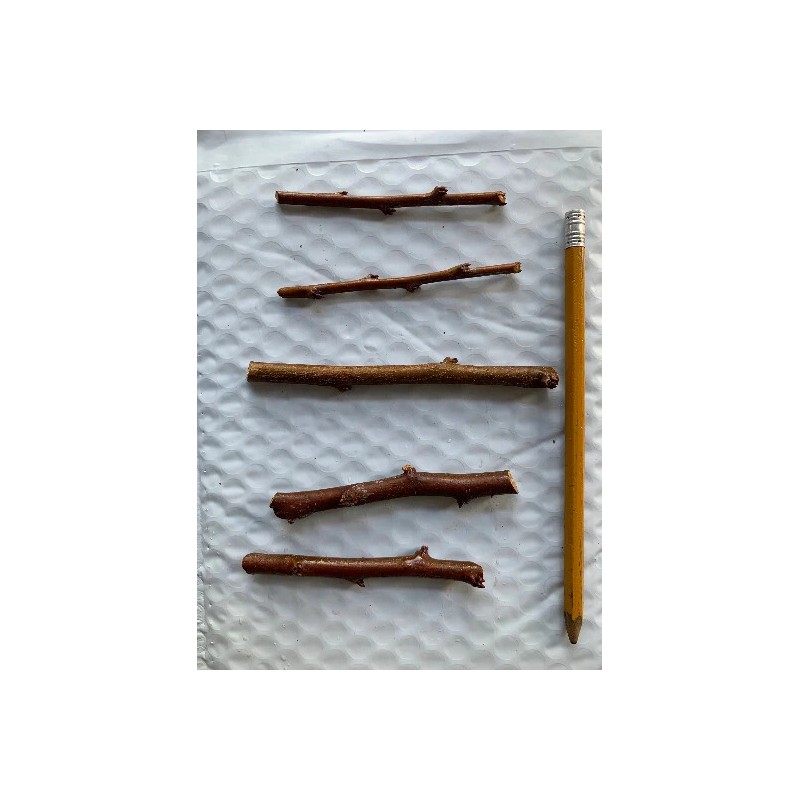 Tree Grenade Pluot scions/cutting