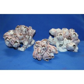 Shorely Yours Decor 3-BARNACLE Clusters, Craft Supplies, Beach Home  Decor, Bath Decor, SS-438 - 3  clusters