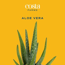 Costa Farms Aloe Vera Plant, Live Succulent, Easy Care Indoor Houseplant in Grower Pot, Room Air Purifier, Tabletop, Office, Desk or Home Décor, Housewarming, Garden Gift, 10-Inches Tall