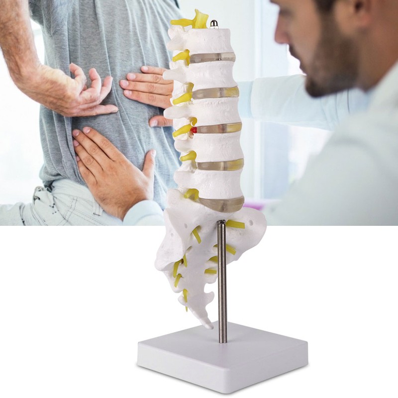 Lumbar Vertebral Spine Model Human Lumbar Educational Teaching Model Tool