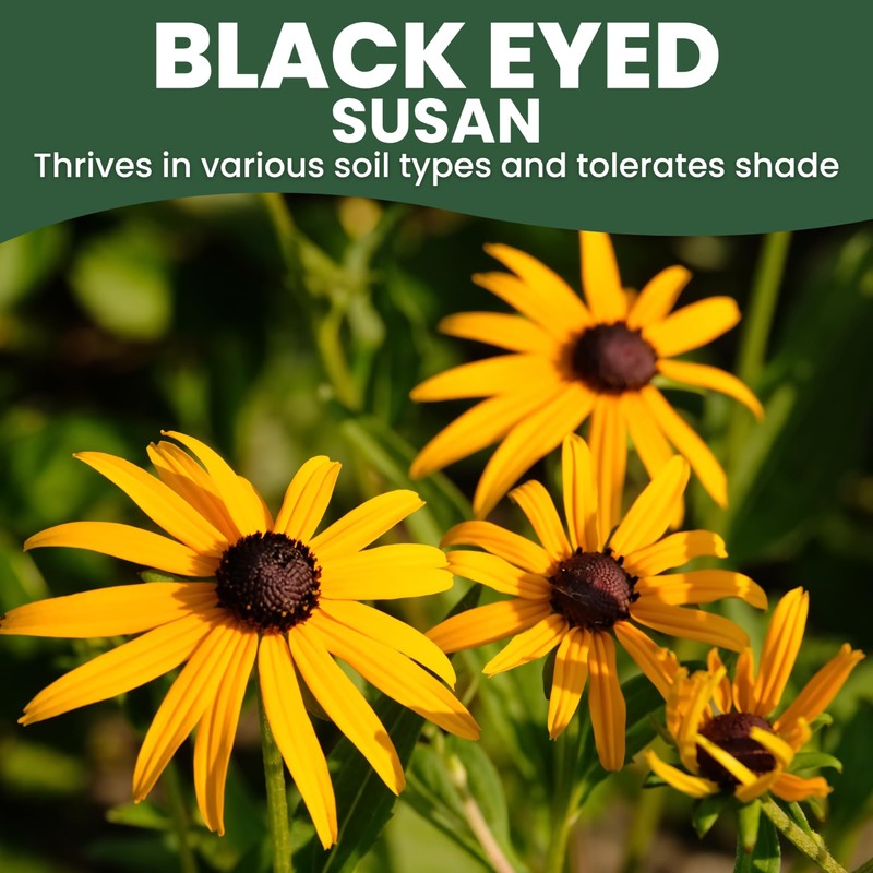 Black Eyed Susan - Large 2,500mg Envelope - 6,000 Flower