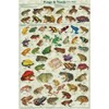 Frogs & Toads of the World Educational Poster 24 x