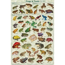 Frogs & Toads of the World Educational Poster 24 x 36in