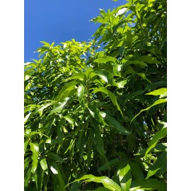 Unbranded  15 Fresh and Organic Mango Leaves