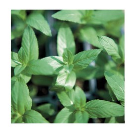 Park Seed Peppermint Seeds, Herb Seeds, Mint Seeds