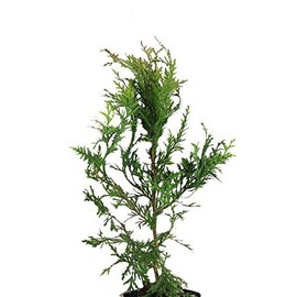 10 Thuja Green Giant Arborvitae 8-12" tall trees