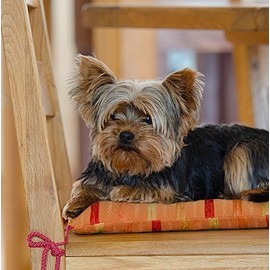 Yorkie/Yorkshire Terrier Dog Greeting Card - Square