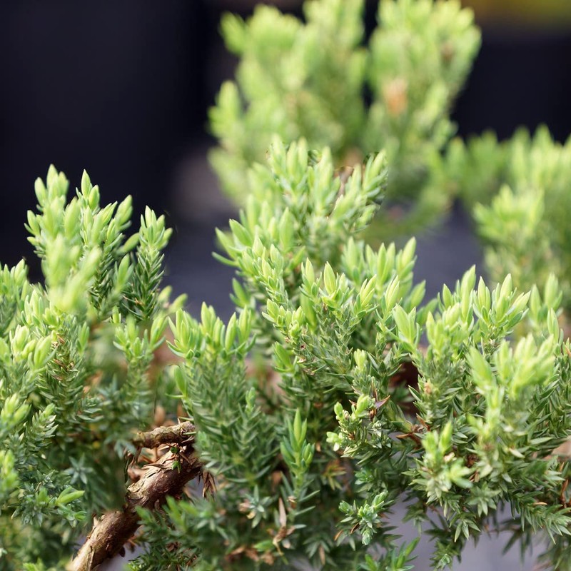 Brussel's Bonsai DT7079GMJ, Green Outdoor Bonsai Tree, Mound Juniper, MEDIUM