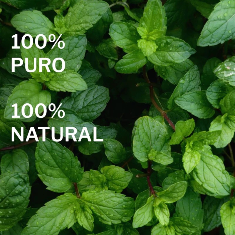 Good Life Aceite Esencial De Menta 100% Puro. Good Life