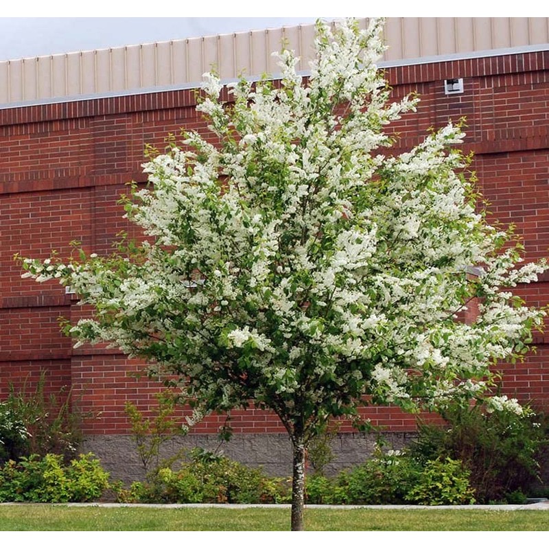 Prunus padus (European Bird Cherry) Tree Seed, Fragrant White Flowers,