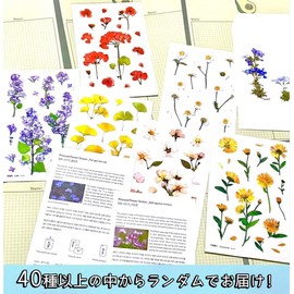 moin Moin 2204sl138 Seal, Pressed Flowers, Clear, Transparent, Random Set of 5 / Flowers, Flowers, Momiji, Ginkgo, Grass, Clover, Leafy Grass, Lavender, Violet, Sakura, Mimosa, etc