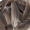 THARAHT 24pcs Natural Spotted Feathers Guinea Fowl Wing Feathers 6-8
