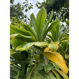 Hawaii Fresh Cut Green Ti Leaf 16in-30in 20ct