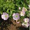 Evening Primrose Pink Ladies Flower Seeds Speciosa (1000)
