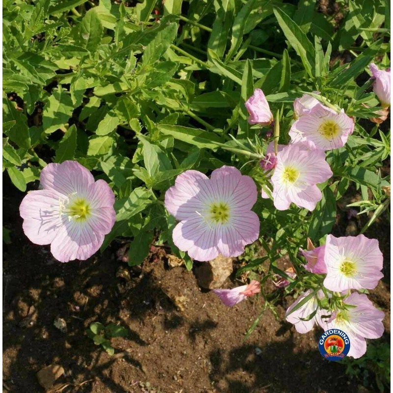 Evening Primrose Pink Ladies Flower Seeds Speciosa (1000)