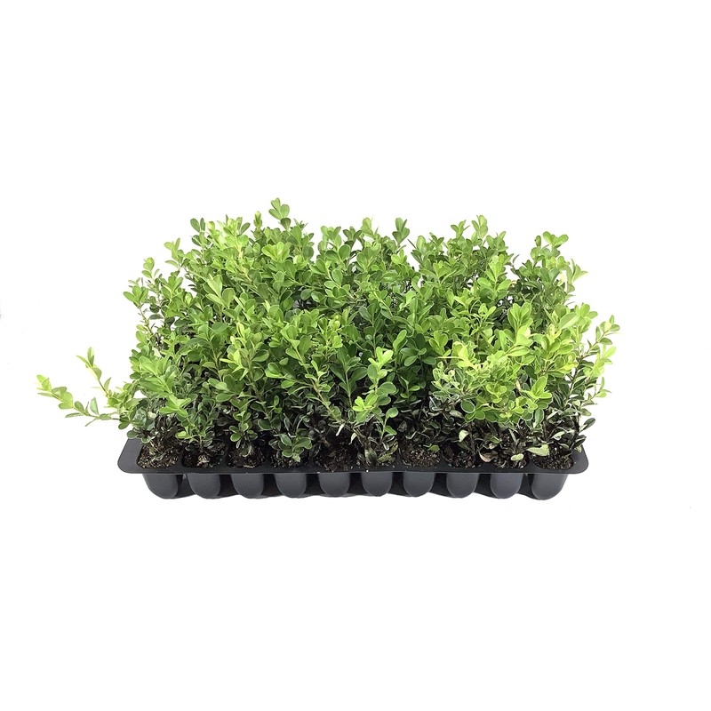Japanese Boxwood - 10 Live Plants - Buxus Fast Growing