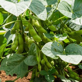 BeSweet 2001 Edamame Bean Seed - 1 Lbs - Non-GMO, Heirloom Be Sweet Soybean Seeds - Soy Vegetable Garden Seeds