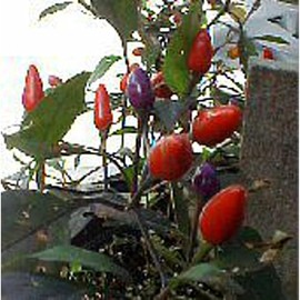 Texas Black Hot Peppers Seeds (25 Seed Pack) Seeds for Planting in Gardens, Greenhouse, Farm, Vegetable Seeds