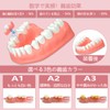 Miraila Custom Denture 3 Part Denture Denture for Denture Teeth