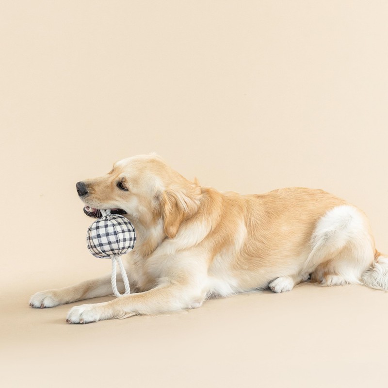 Fringe Studio "Pulling You in Painted Gingham 3D Canvas Dog