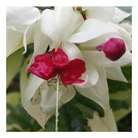 CHUXAY GARDEN 100 Seeds White Red Dicentra Eximia-Wild Fringed Bleeding-Heart,Turkey-Corn Rare Color Flowers Showy Accent Plant Great for Garden