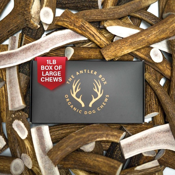 Premium Elk Antler Dog Chews (1 Pound Box) (Large (3
