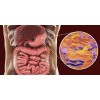 SUPPLEMENTS4ME NATURAL HELP FOR STOMACH BACTERIA - H. PYLORI -
