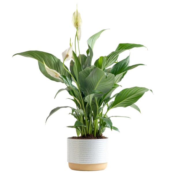 Costa Farms Peace Lily Plant, Live Indoor House Plant with Flowers, Room Air Purifier in Modern Clay Decor Planter, Houseplant in Potting Soil, Plant Lover or New Home Gift, Desk Decor, 15-Inches Tall