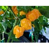 Frontera Sweet Pepper 10+ Seeds