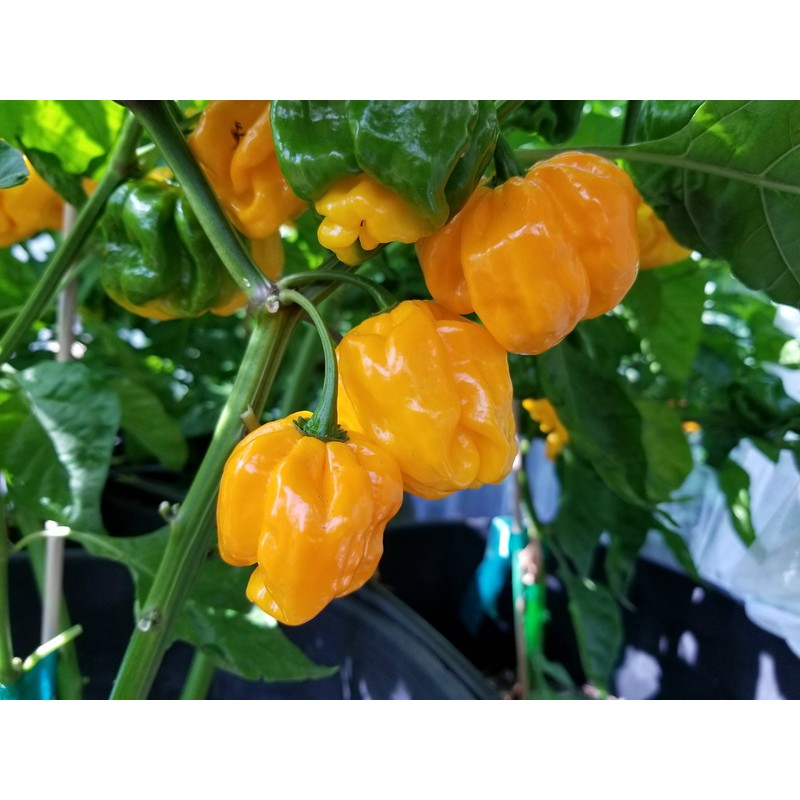 Frontera Sweet Pepper 10+ Seeds
