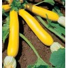 Fresh Squash Seed: Golden Zucchini Squash Seeds Fresh Seed -
